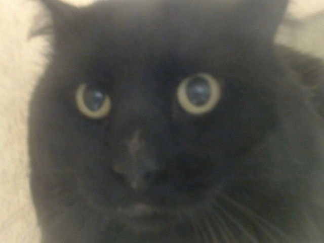 A548418 - Domestic Long Hair available for adoption