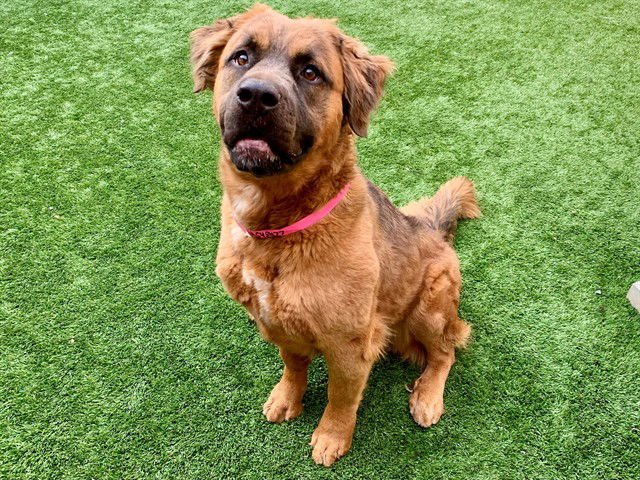 DELILAH - Rottweiler / German Shepherd Dog available for adoption