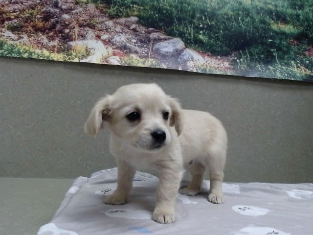 A549733 - Chihuahua available for adoption