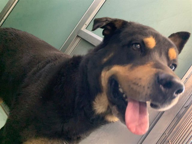 PLATO - Rottweiler available for adoption