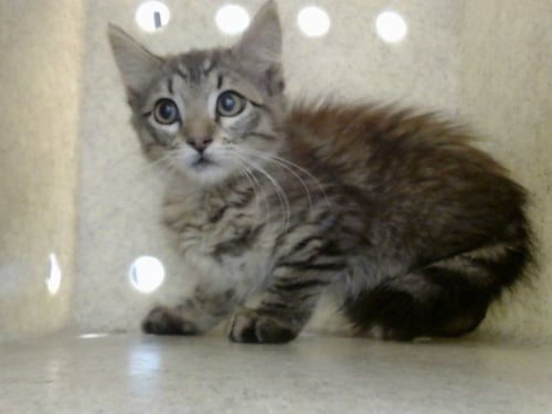 A552281 - Domestic Medium Hair available for adoption