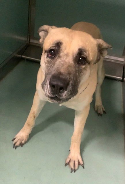 JUNIPER - Pit Bull Terrier available for adoption