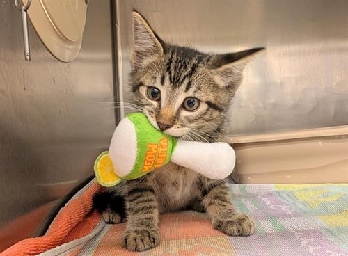 A553650 - Domestic Short Hair available for adoption