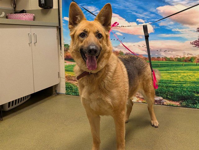 ELEANOR - German Shepherd Dog available for adoption