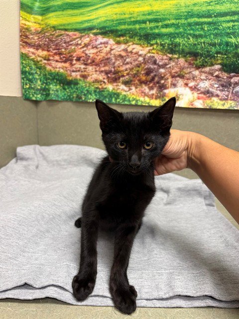 A551628 - Domestic Short Hair available for adoption
