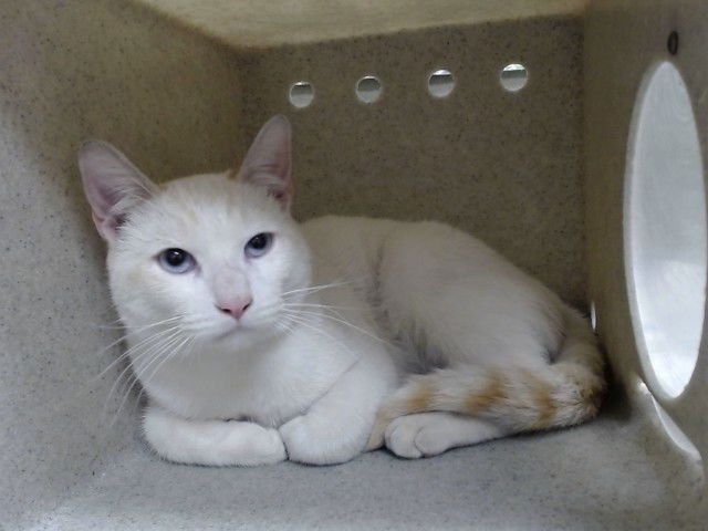 A548769 - Domestic Short Hair available for adoption