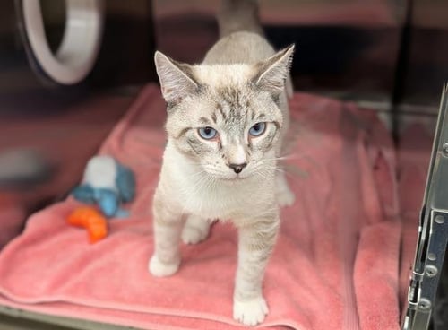 A554315 - Domestic Short Hair available for adoption
