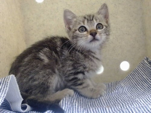 A551473 - Domestic Short Hair available for adoption