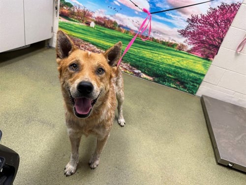 DAWSON - Australian Cattle Dog/Blue Heeler available for adoption