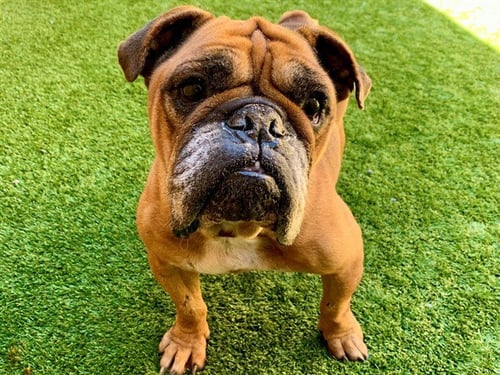 A554597 - English Bulldog available for adoption