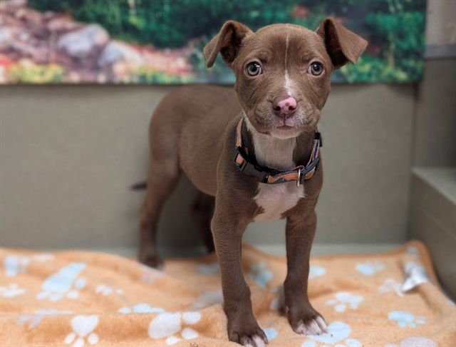 A548462 - Pit Bull Terrier available for adoption