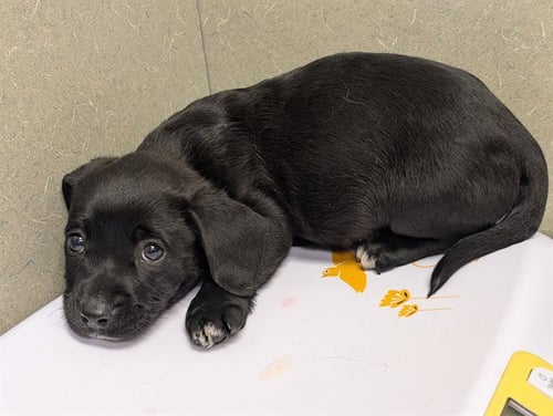 A550863 - Terrier available for adoption