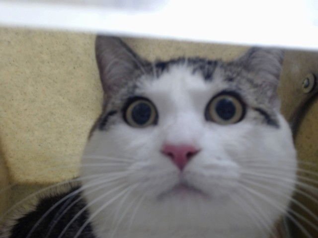 A549308 - Domestic Short Hair available for adoption