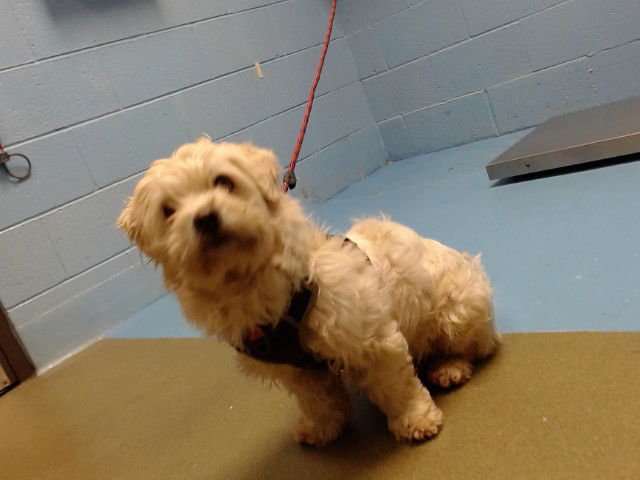 A548788 - Terrier available for adoption