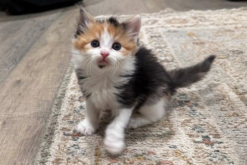 SAGE - Domestic Medium Hair available for adoption
