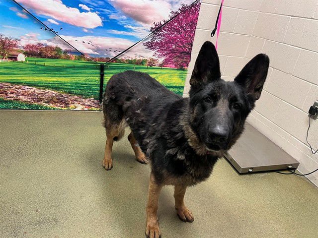 ROBIN - German Shepherd Dog available for adoption