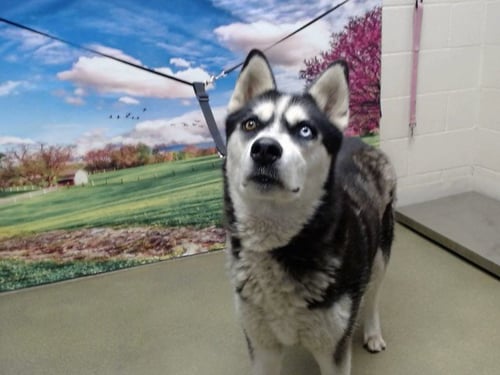A549844 - Siberian Husky available for adoption