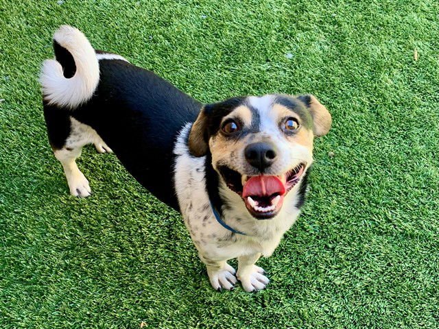 JAMES - Parson Russell Terrier available for adoption