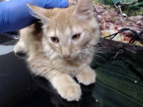 A553831 - Domestic Medium Hair for adoption in Moreno Valley