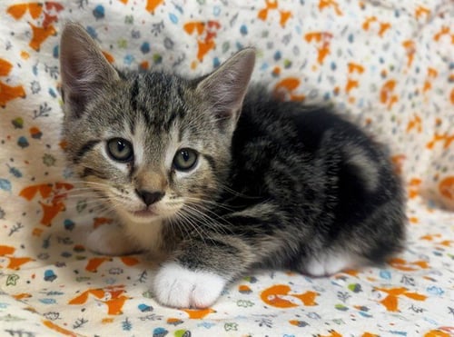 A551148 - Domestic Short Hair for adoption in Moreno Valley