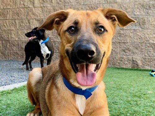 KENT - German Shepherd Dog available for adoption