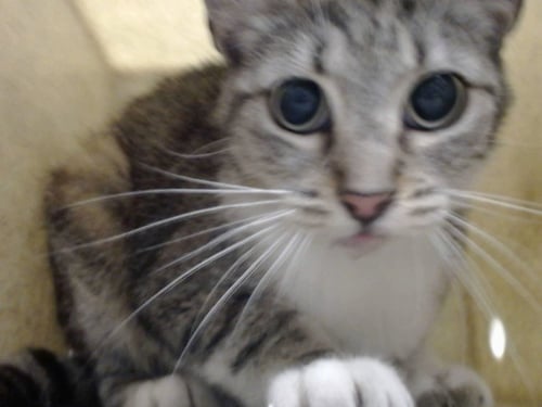A552558 - Domestic Short Hair available for adoption
