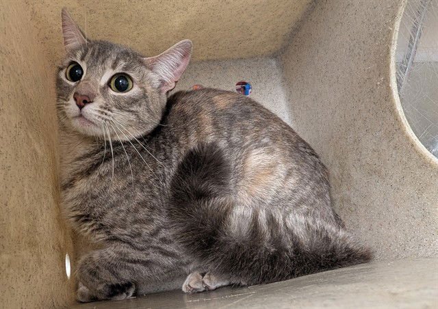 A549163 - Domestic Short Hair available for adoption