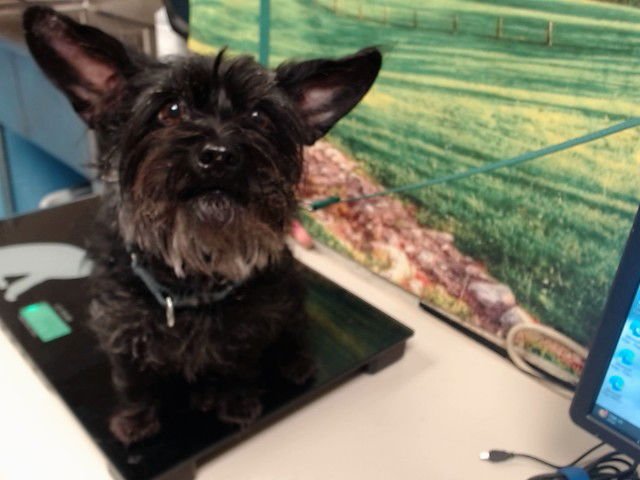 HAPPY HEARTS - Miniature Schnauzer available for adoption