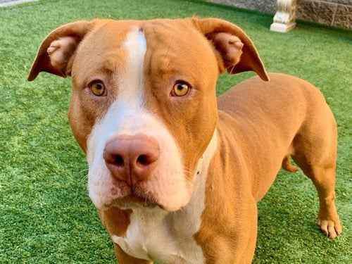 HURTADO - Pit Bull Terrier available for adoption