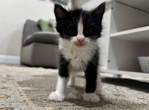 CHILI - Domestic Medium Hair available for adoption