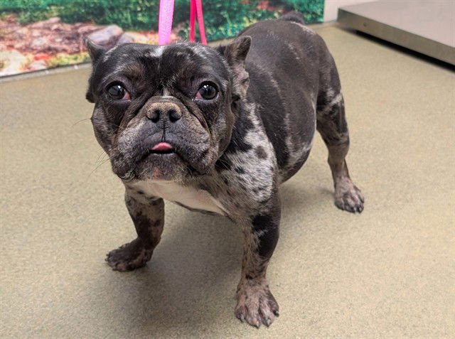 HILDA - French Bulldog available for adoption