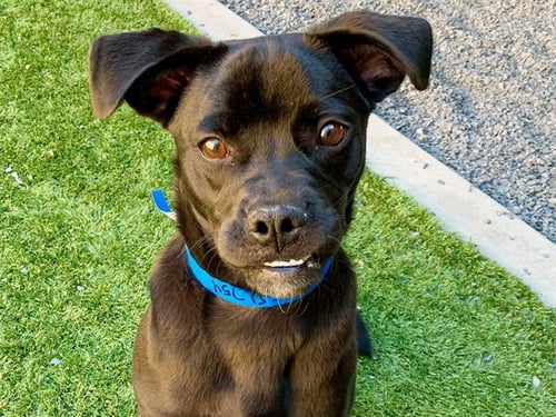 TIGGER - Pug / Australian Cattle Dog/Blue Heeler available for adoption