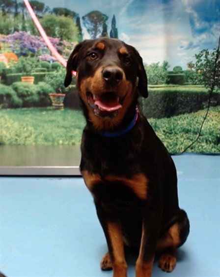 A551196 - Rottweiler available for adoption