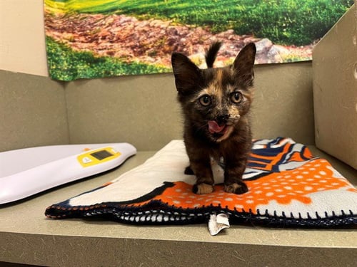 A554175 - Domestic Short Hair available for adoption