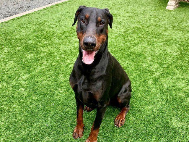 HAPPY - Doberman Pinscher available for adoption