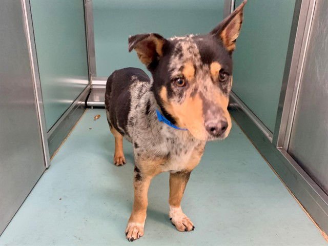 SCOTT - Australian Cattle Dog/Blue Heeler available for adoption