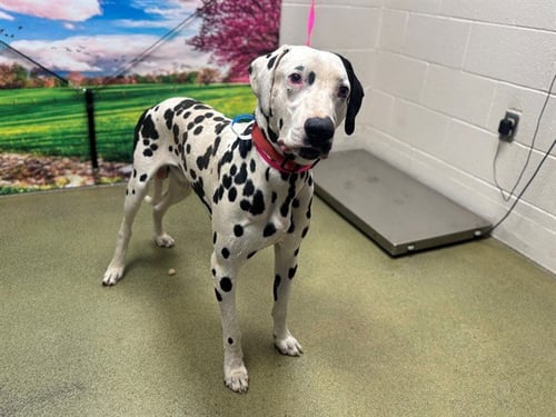 D.J. - Dalmatian available for adoption