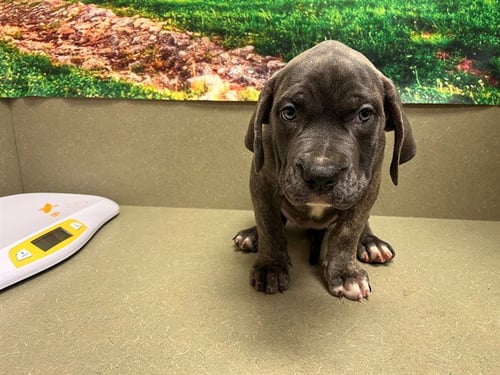 A553982 - Cane Corso Mastiff available for adoption