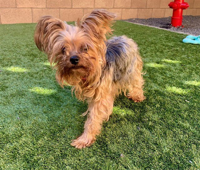 BELLA - Silky Terrier available for adoption