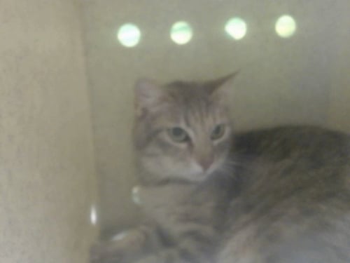 A551202 - Domestic Short Hair available for adoption