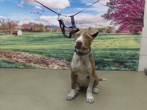 PALMER - Pit Bull Terrier available for adoption