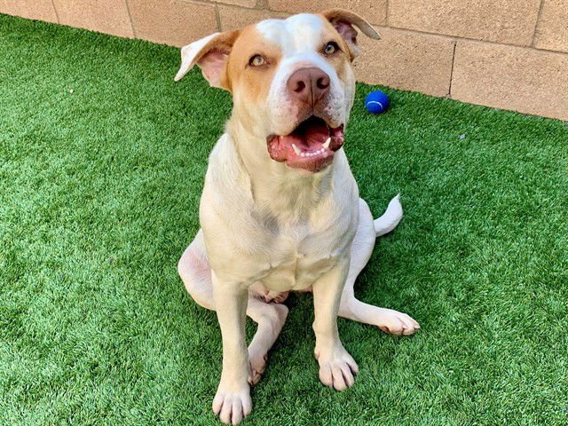 A548362 - Pit Bull Terrier available for adoption