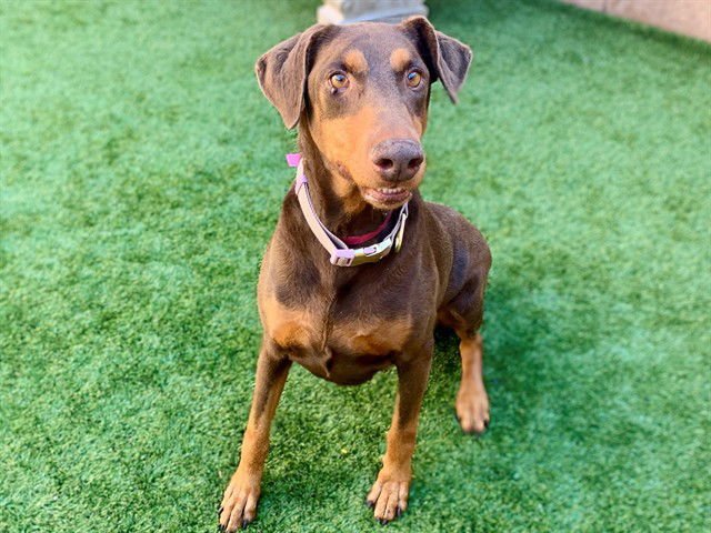 LILLIAN - Doberman Pinscher available for adoption