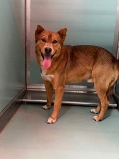 A548187 - Chow Chow / German Shepherd Dog available for adoption