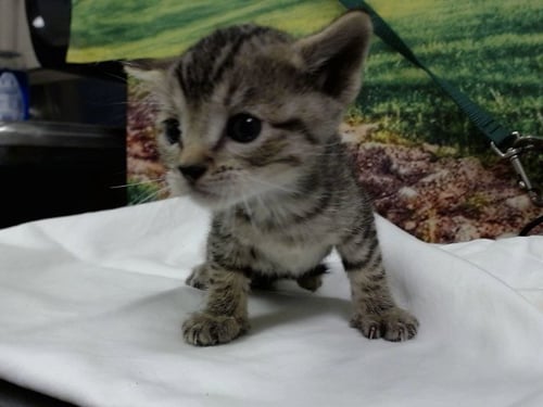 A554613 - Domestic Short Hair available for adoption