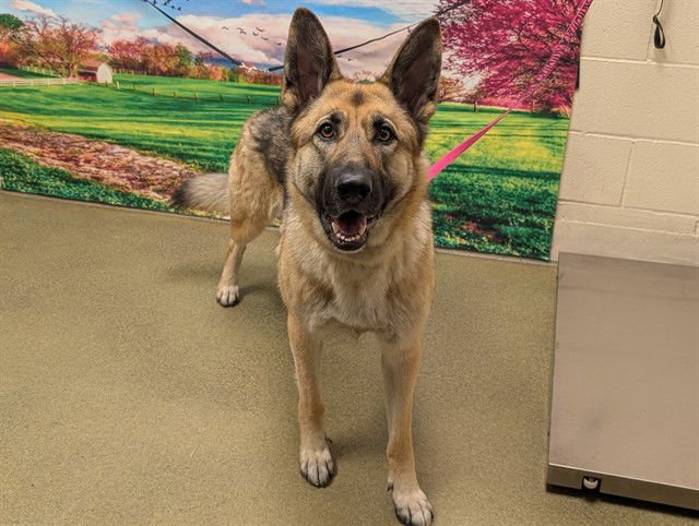 ALANA - German Shepherd Dog available for adoption