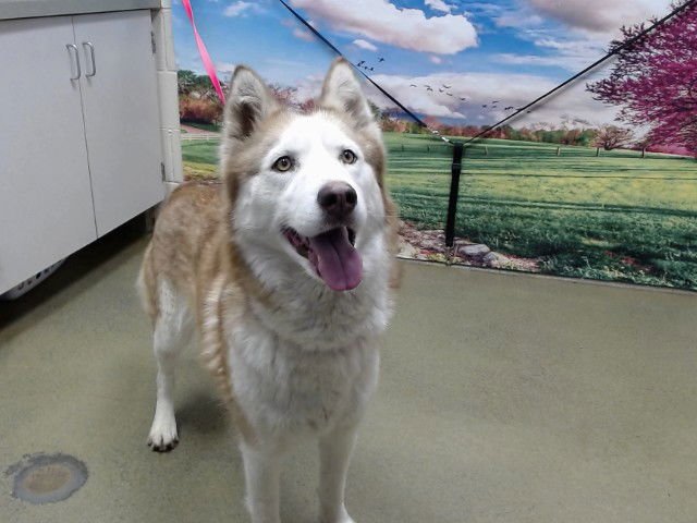 DIANA - Siberian Husky available for adoption