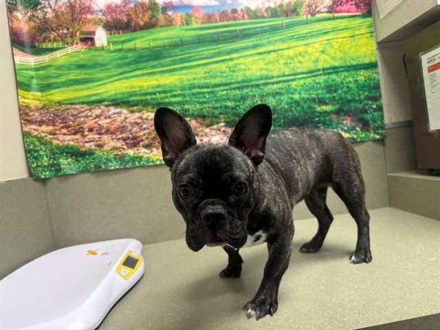 KIRA - French Bulldog available for adoption