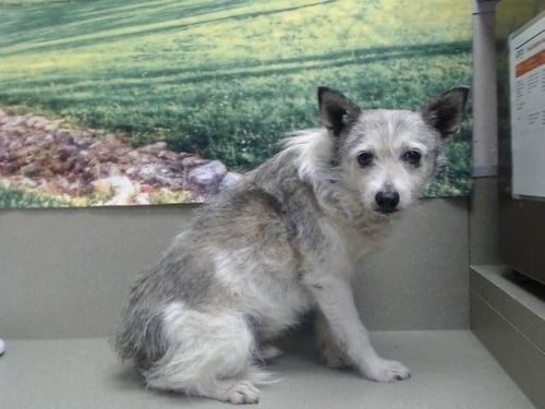COYOTE - Parson Russell Terrier available for adoption