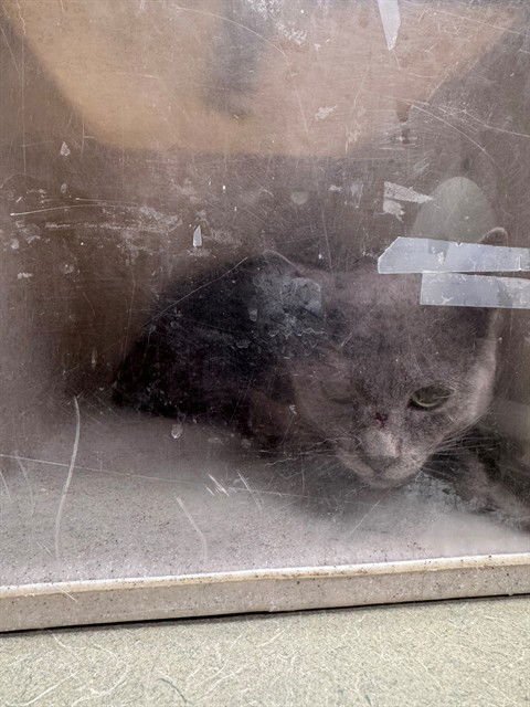 A549110 - Domestic Short Hair available for adoption